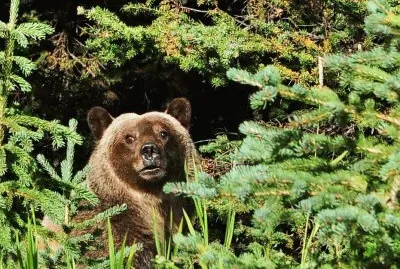 Grizzly bear