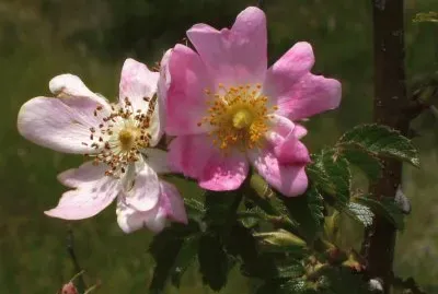 Flors de Gavarrera