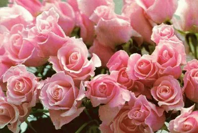 rosal jigsaw puzzle