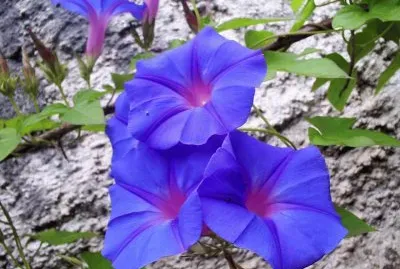 ipomoea purpurea