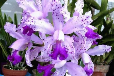 flores
