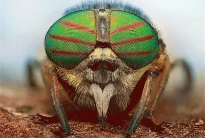 OJOS DE INSECTO jigsaw puzzle