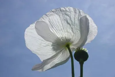 amapola