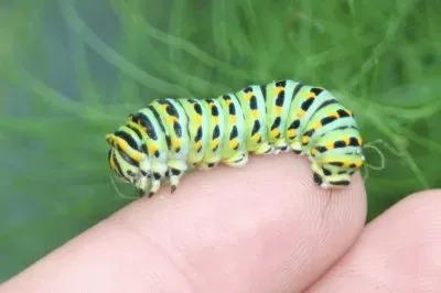 EL  "SR BIGOTÃ“N "