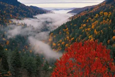 foggy fall view jigsaw puzzle