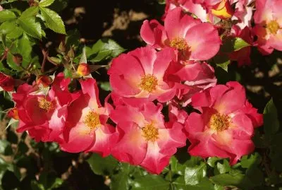 Flors de Gavarrera
