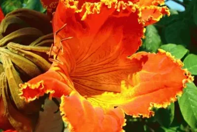 Spathodea Campanulata