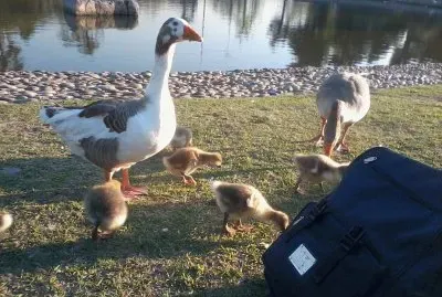 Patos Argentinos