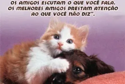 פאזל של gatinho