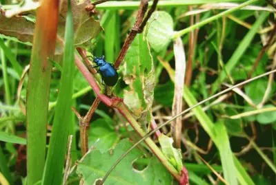 Fauna Pululahua jigsaw puzzle