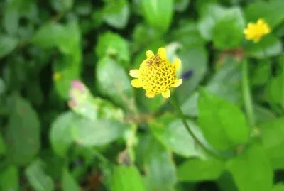 Flora Pululahua jigsaw puzzle