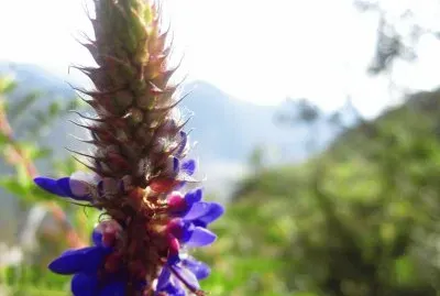 Flora Pululahua