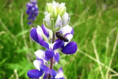 Flora-Fauna Pululahua jigsaw puzzle