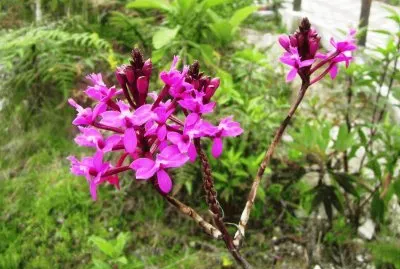 Flora Pululahua jigsaw puzzle