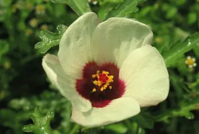 Hibiscus Trionum