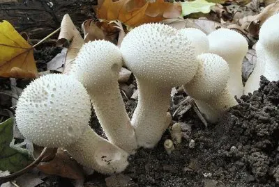 Lycoperdon Perlatum