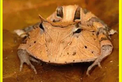 Rana Vaquero - Surinam