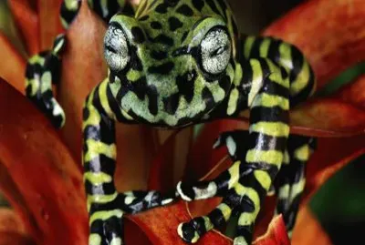 Rana Tigre de Ã¡rbol - Colombia