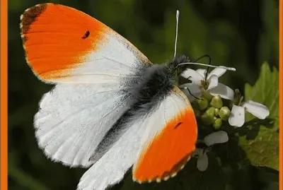 La Aurora - Isla de Man