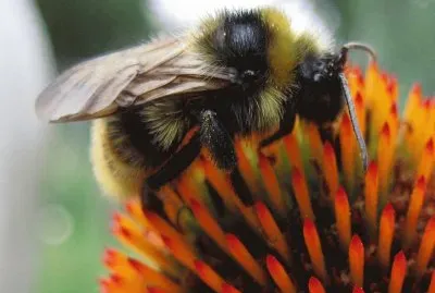 Abejorro en Echinaceae