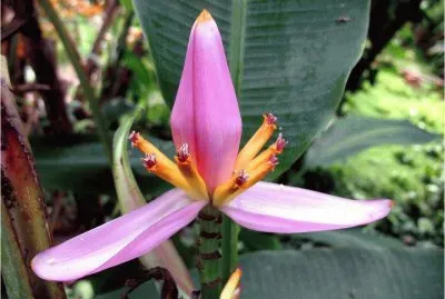 BELLEZA EN EL TRÃ“PICO jigsaw puzzle