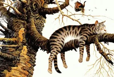 Gatos