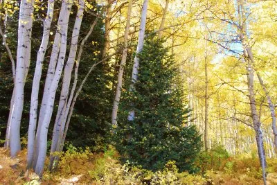 Tree decorated by nature jigsaw puzzle