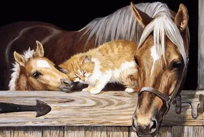 Horse and cat