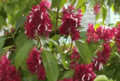 plumeros jigsaw puzzle