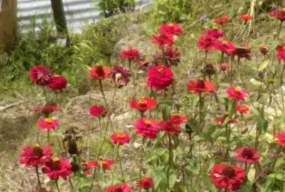 flores