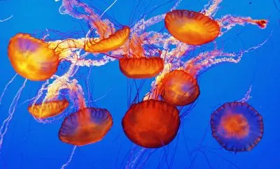 פאזל של Jellyfish