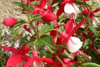 Fucsia