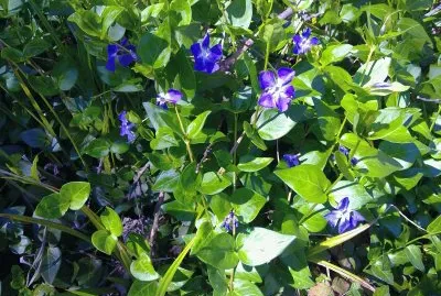 ONTENIENTE jigsaw puzzle