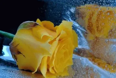 Rosa