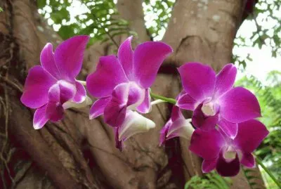 MÃS BELLEZA TROPICAL jigsaw puzzle