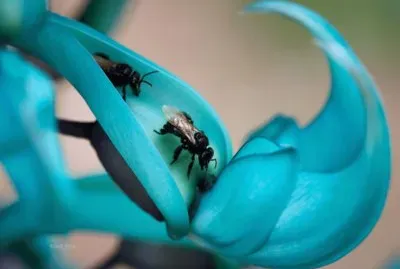 Strongylodon Macrobotrys - Asia