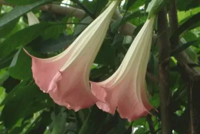 Brugmansia Suaveolens