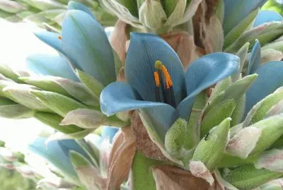 Puya Berteroana - Australia