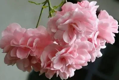 Roses