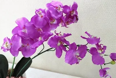 Orquideas jigsaw puzzle