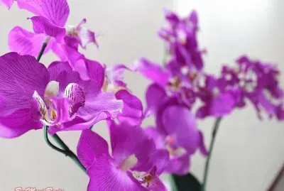 Orquideas jigsaw puzzle