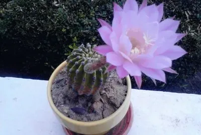 CACTUS NEREIDA