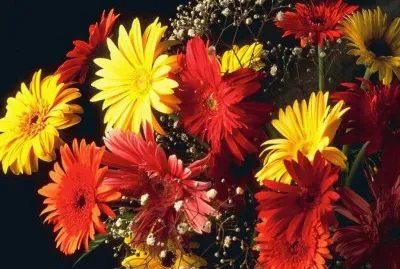 Flors