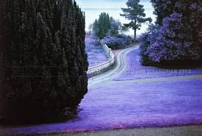 Purple Walkway to the Beach