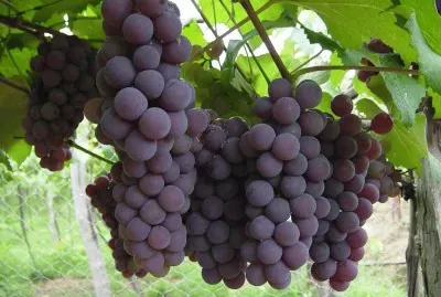 Uvas
