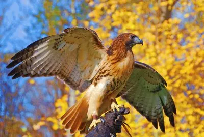 Bird of prey