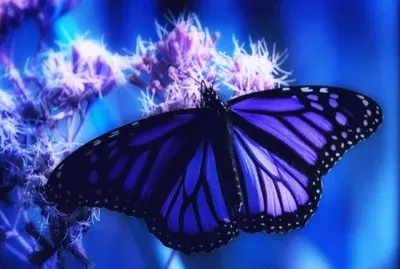 Mariposa jigsaw puzzle