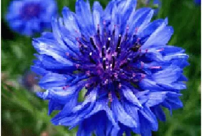 flor azul