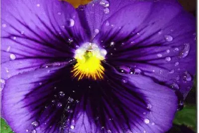 flores jigsaw puzzle