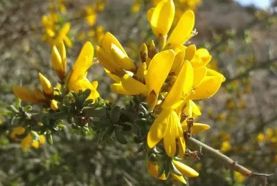 Flors de Argelaga